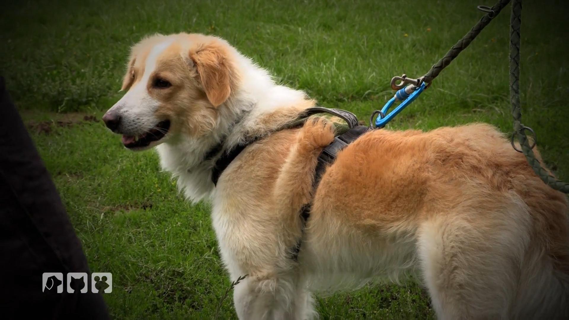 Katrin Scholz arbeitet mit Hunden, die andere längst abgeschrieben haben