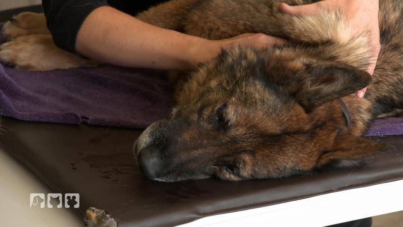 Hündin Kim bekommt im Hundezentrum eine entspannende Reha-Massage