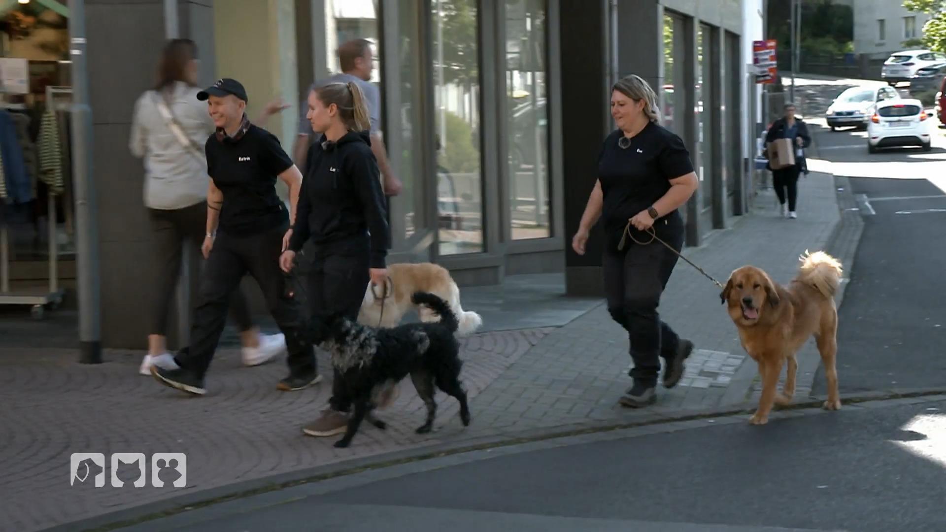 Hund Saki steht vor einer wichtigen Trainingsetappe
