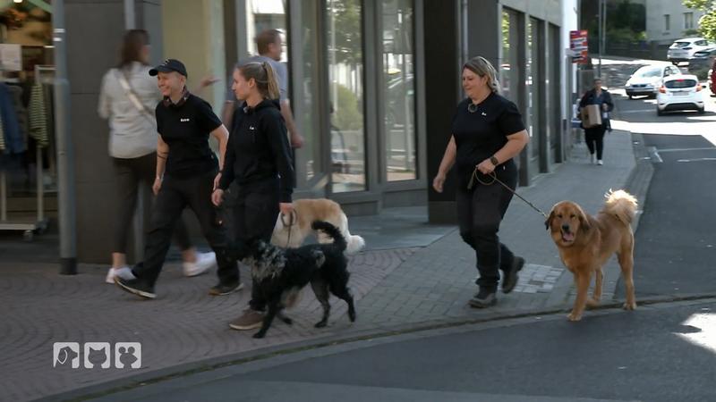 Hund Saki steht vor einer wichtigen Trainingsetappe