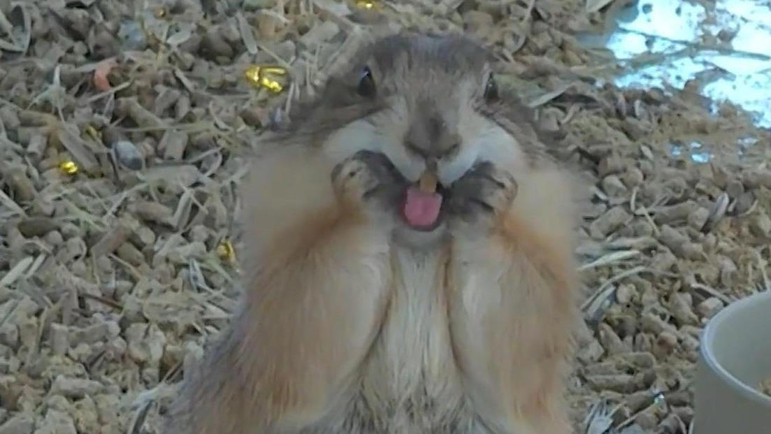 Täglich juxt das Murmeltier! Zoobesucher lachen über diese süße Grimasse