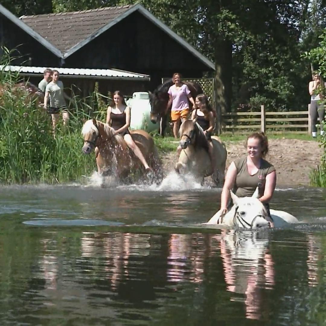 Wasserspaß mit Vierbeinern