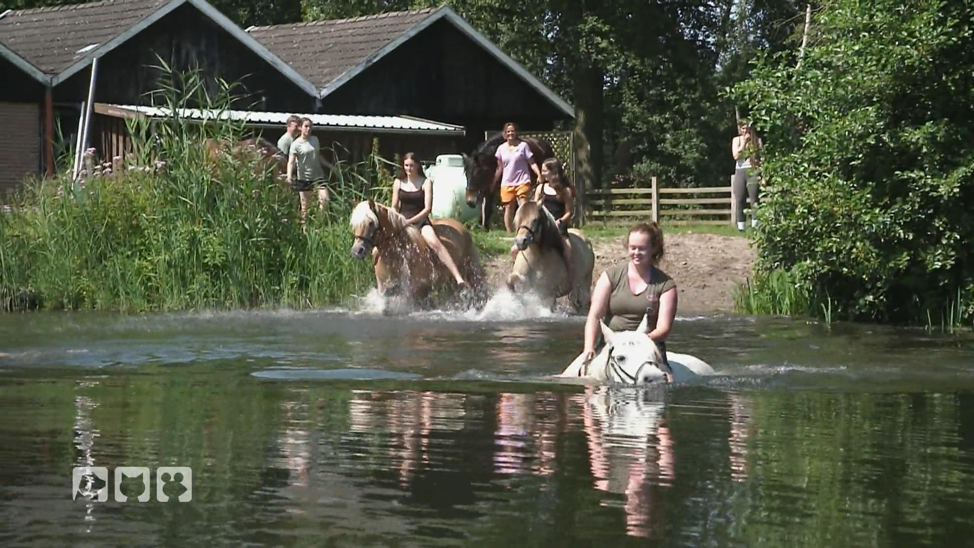 Wasserspaß mit Vierbeinern