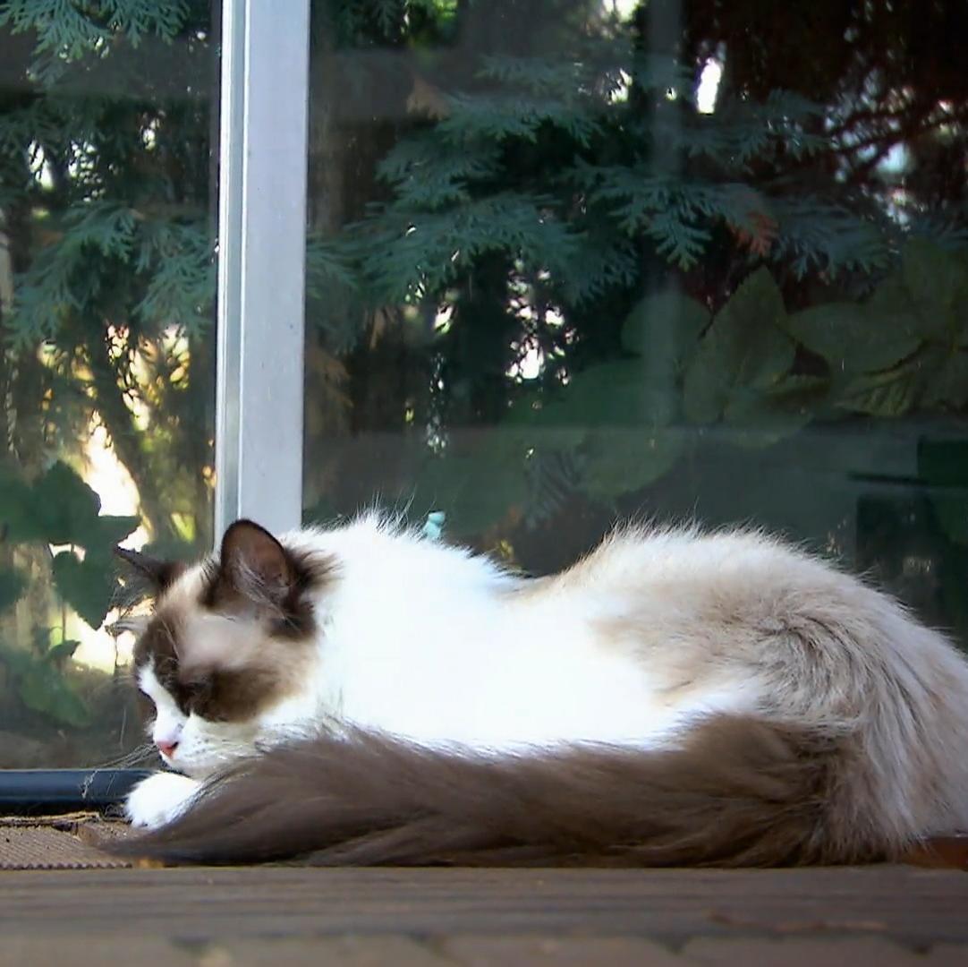 Die besten Tricks für zufriedene Katzen an heißen Tagen