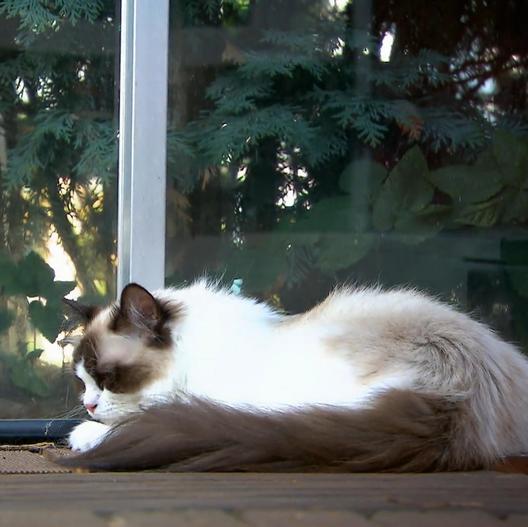 "So machst du deine Katze hitzefest!"