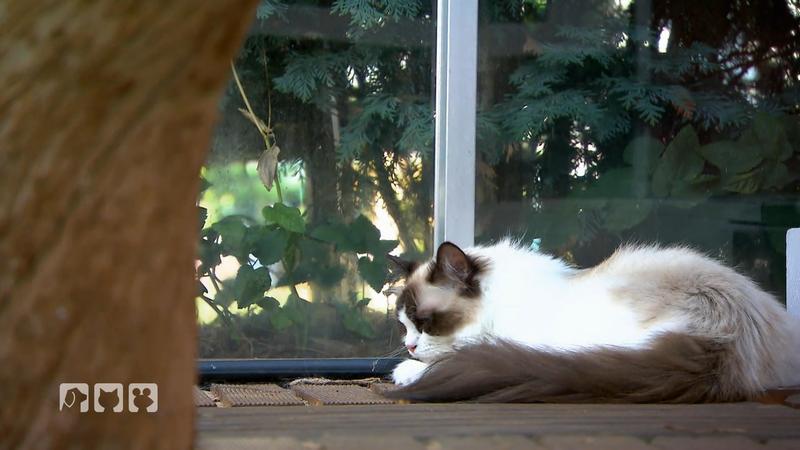 Die besten Tricks für zufriedene Katzen an heißen Tagen