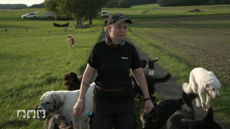 Sorgen um Hund Saki