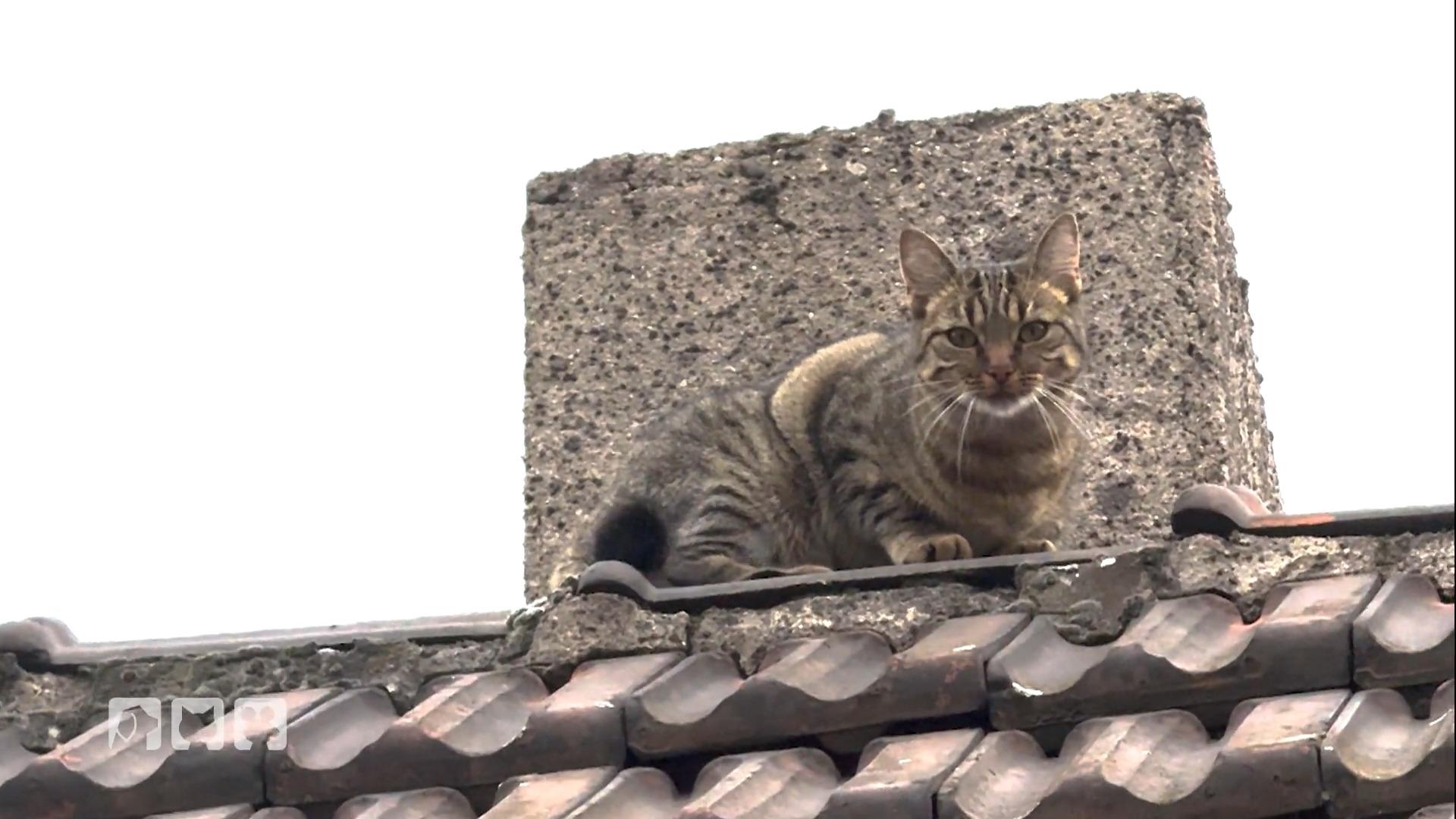 Katze Nika entwischt in Essen