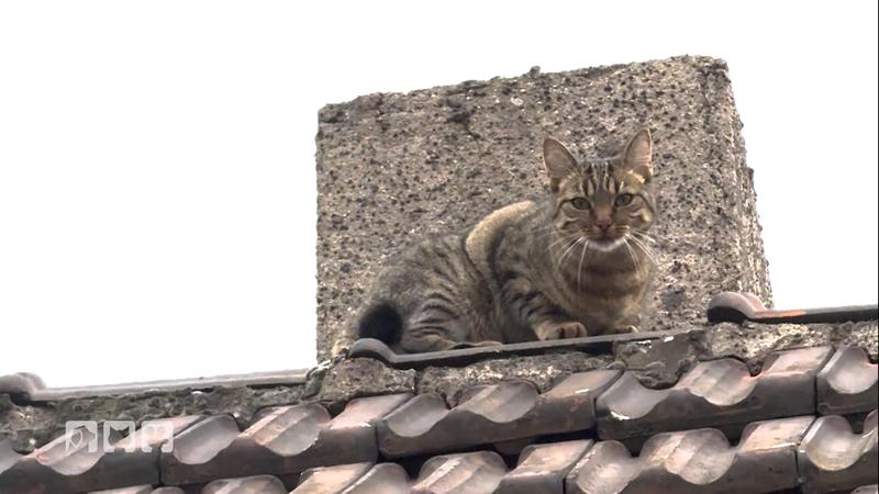 Katze Nika entwischt in Essen