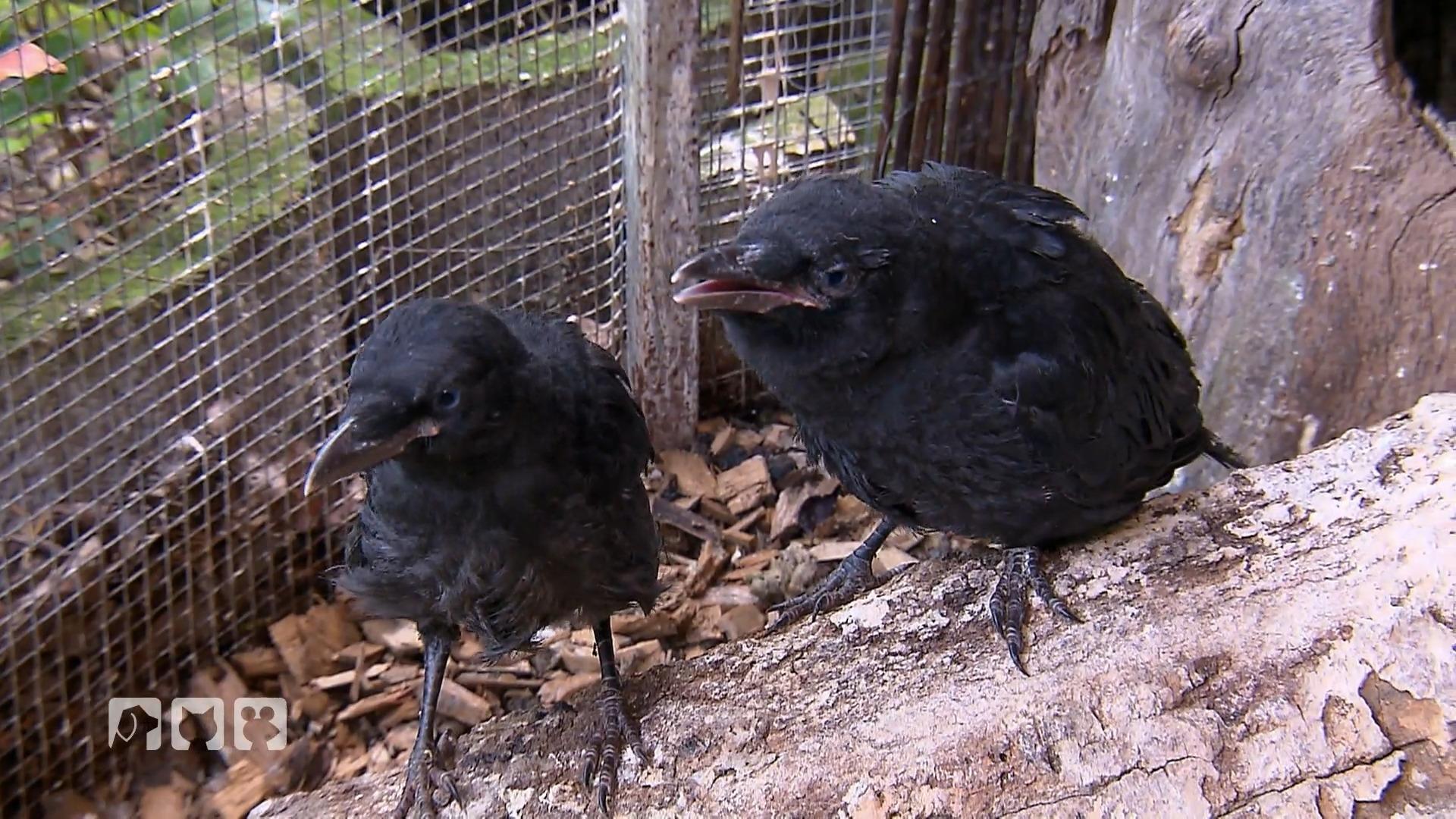 Biga kümmert sich um Rabenvögel