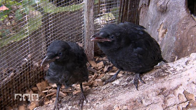 Biga kümmert sich um Rabenvögel