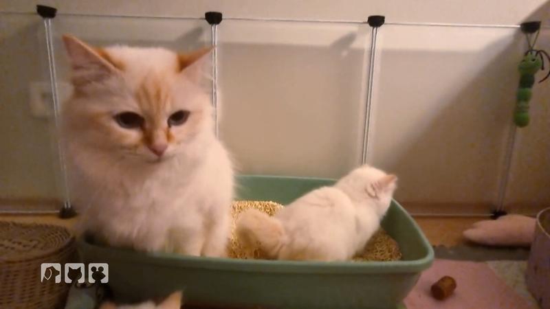 Training für fünf Wochen alte Kitten