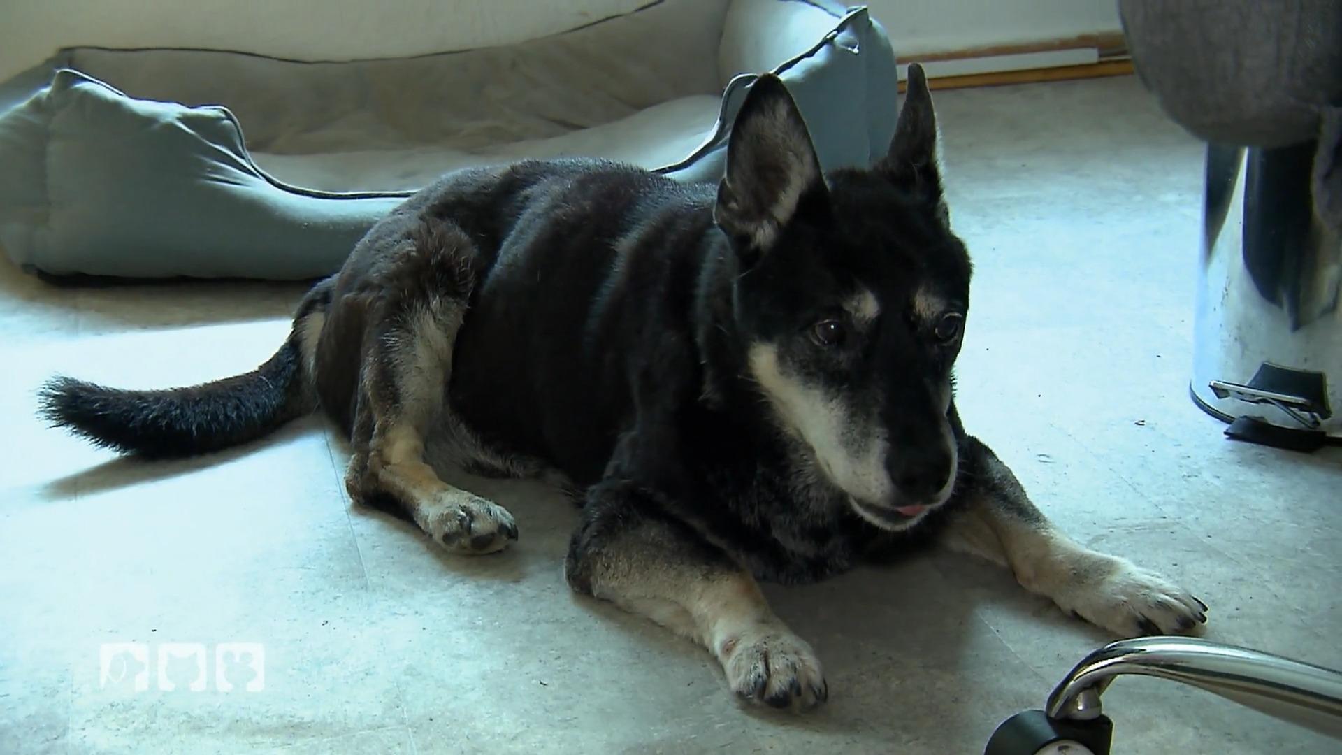 Tiernotdienst kümmert sich um humpelnden Hund