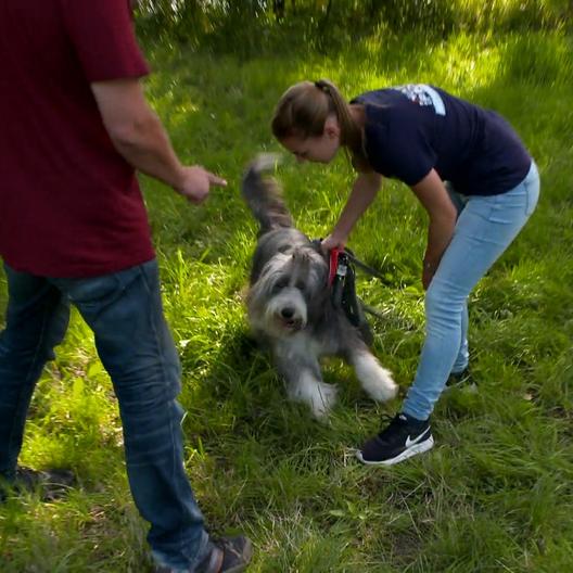 Bearded Colliehündin Elli jagt Zügen hinterher
