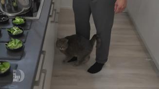 Kater Milow stiehlt Marco die Küchen-Show