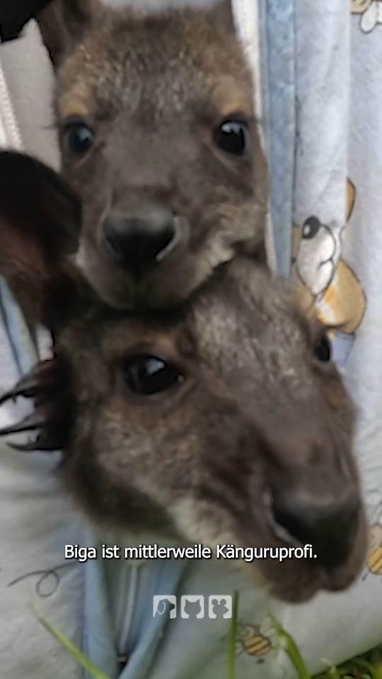 Bei Biga sind kleine Kängurubabys bestens aufgehoben