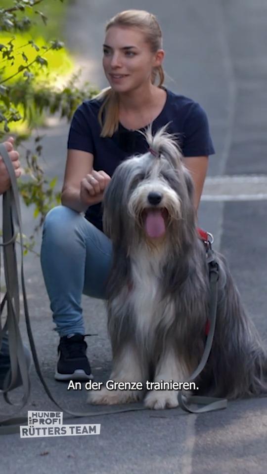 Hündin Elli jagt Züge!