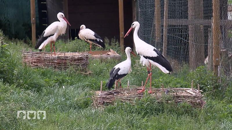 Storchenküken braucht Hilfe