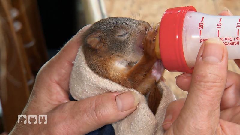Eichhörnchen bekommt seine Fütterung