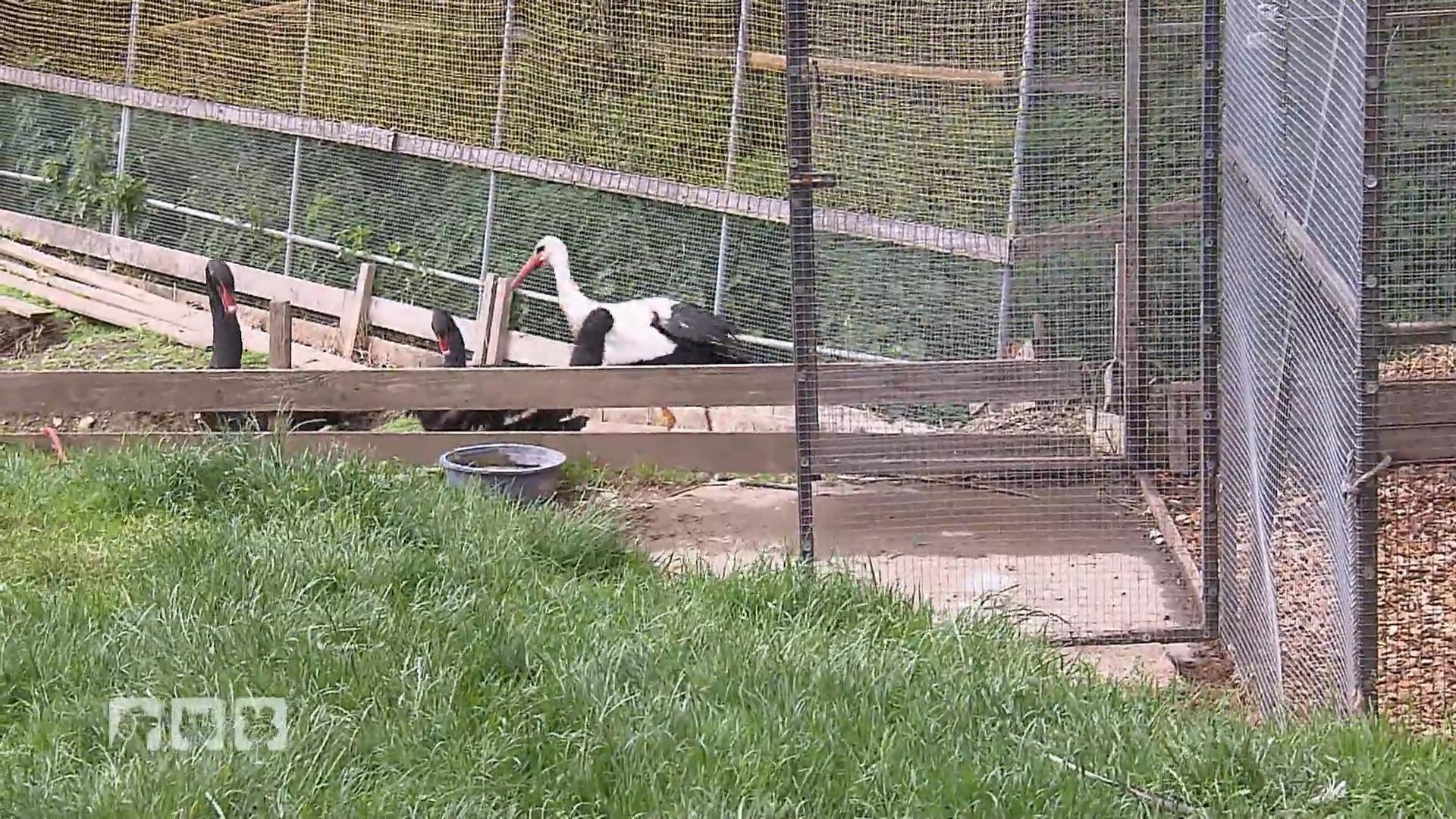 Storch und Reiher werden entlassen