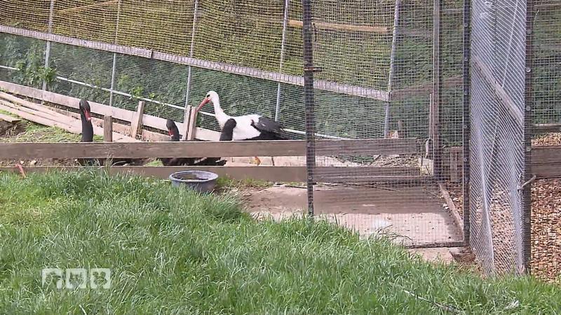 Storch und Reiher werden entlassen