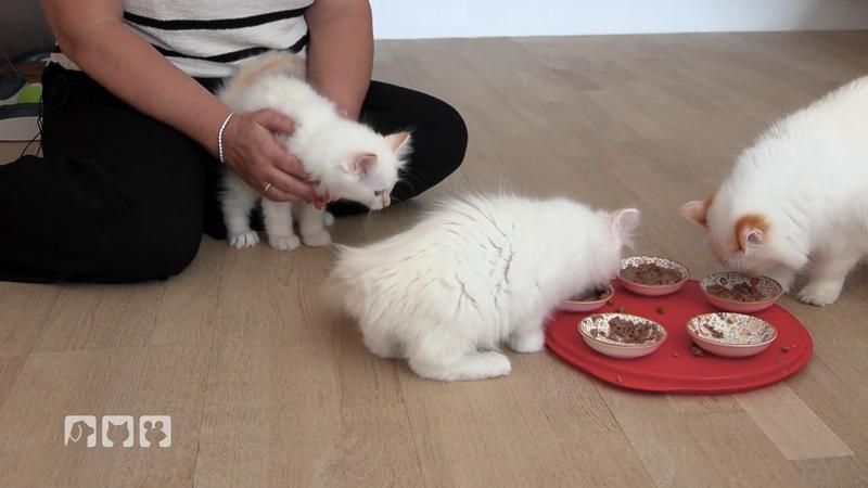 Fünf Kitten auf dem Weg ins Leben