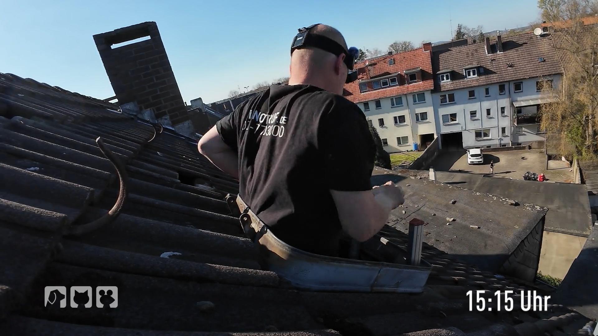 Steckt ein Vogel im Kamin fest?