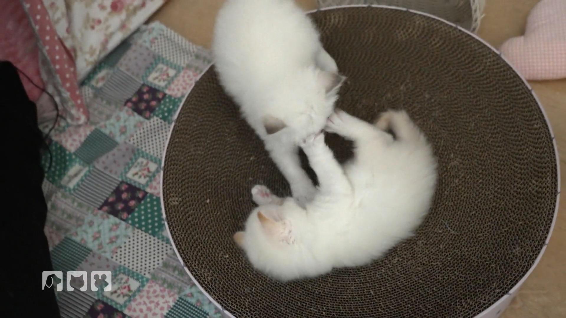Kitten trifft auf mögliche neue Familie
