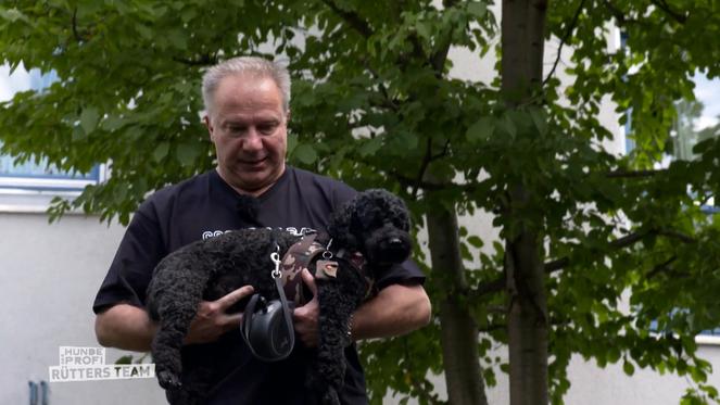 Pudeldame Coco geht mit Herrchen keinen Millimeter Gassi