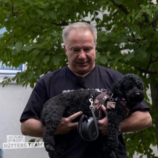 Pudeldame Coco geht mit Herrchen keinen Millimeter Gassi