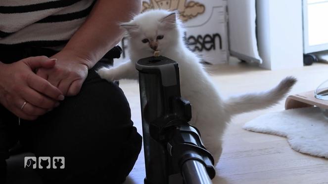 So gewöhnt man Katzenbabys an angstmachende Dinge im Alltag