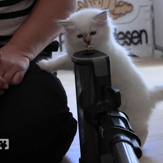 So gewöhnt man Katzenbabys an angstmachende Dinge im Alltag