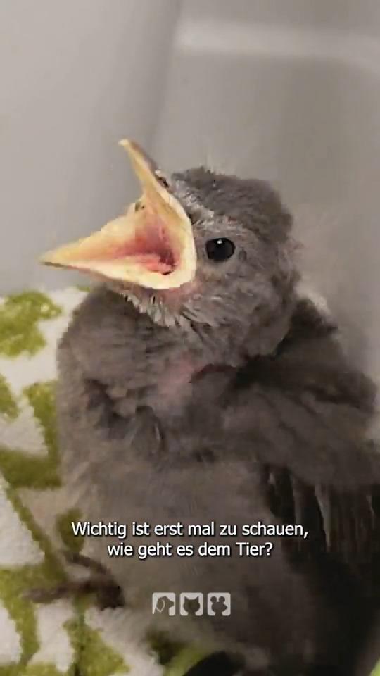 Das solltest du tun, wenn du ein Vogelbaby findest!