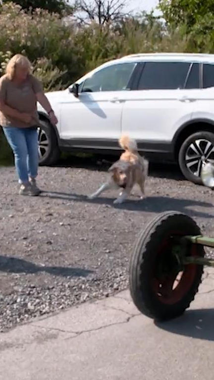 Australian Sheperds auf Traktorjagd