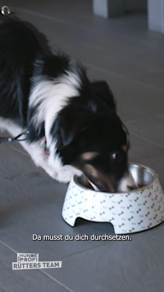Beim Futtern kennt Pepper keine Freunde