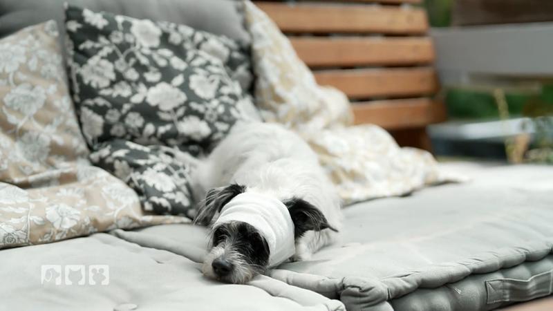 Diese Medikamente sind für Hunde und Katzen tabu!