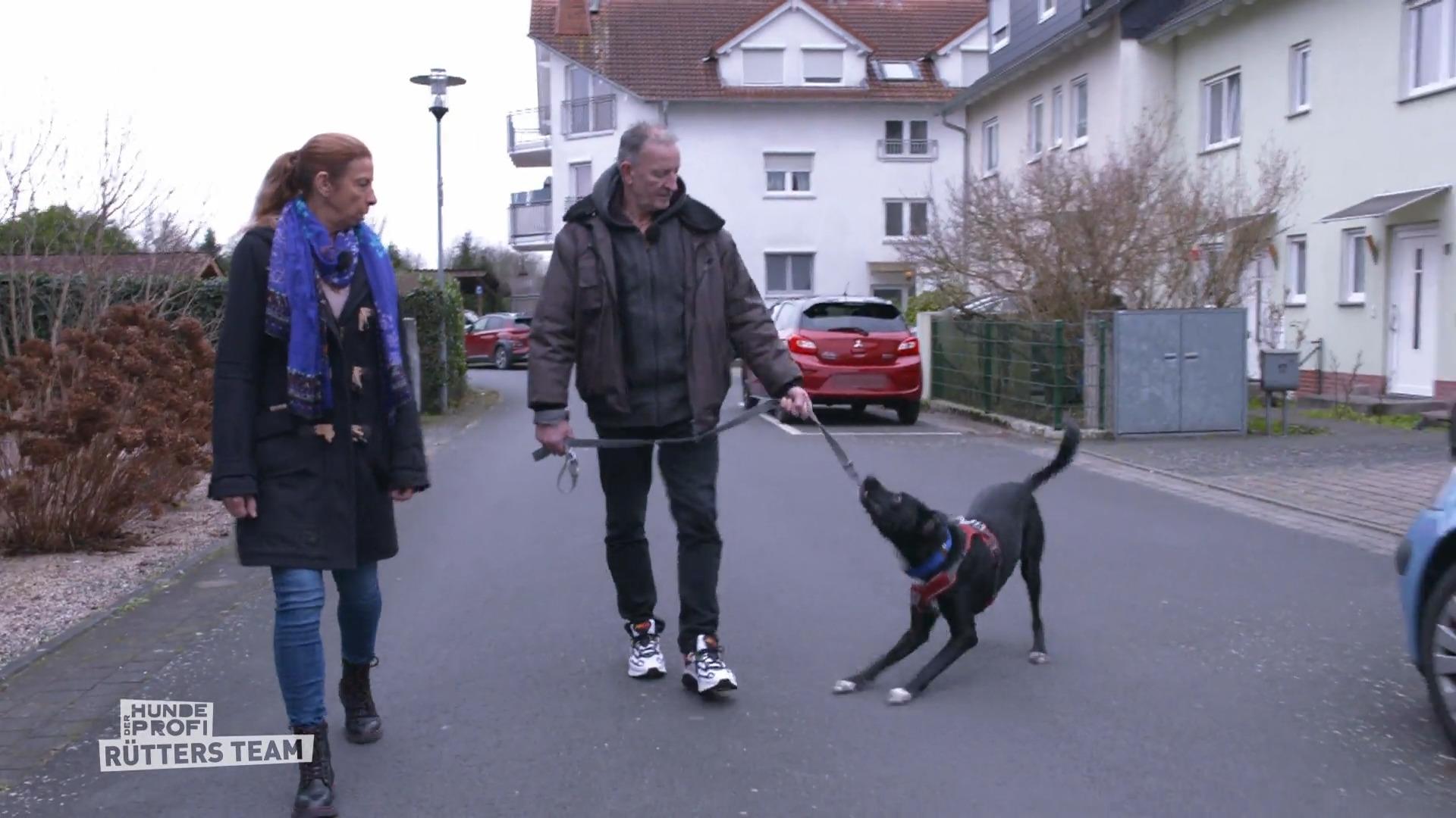 Gassi gehen wird zum Albtraum