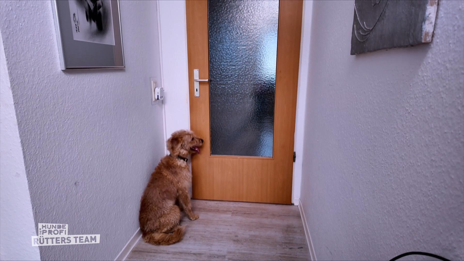 Labradoodle Alf kann nicht allein bleiben