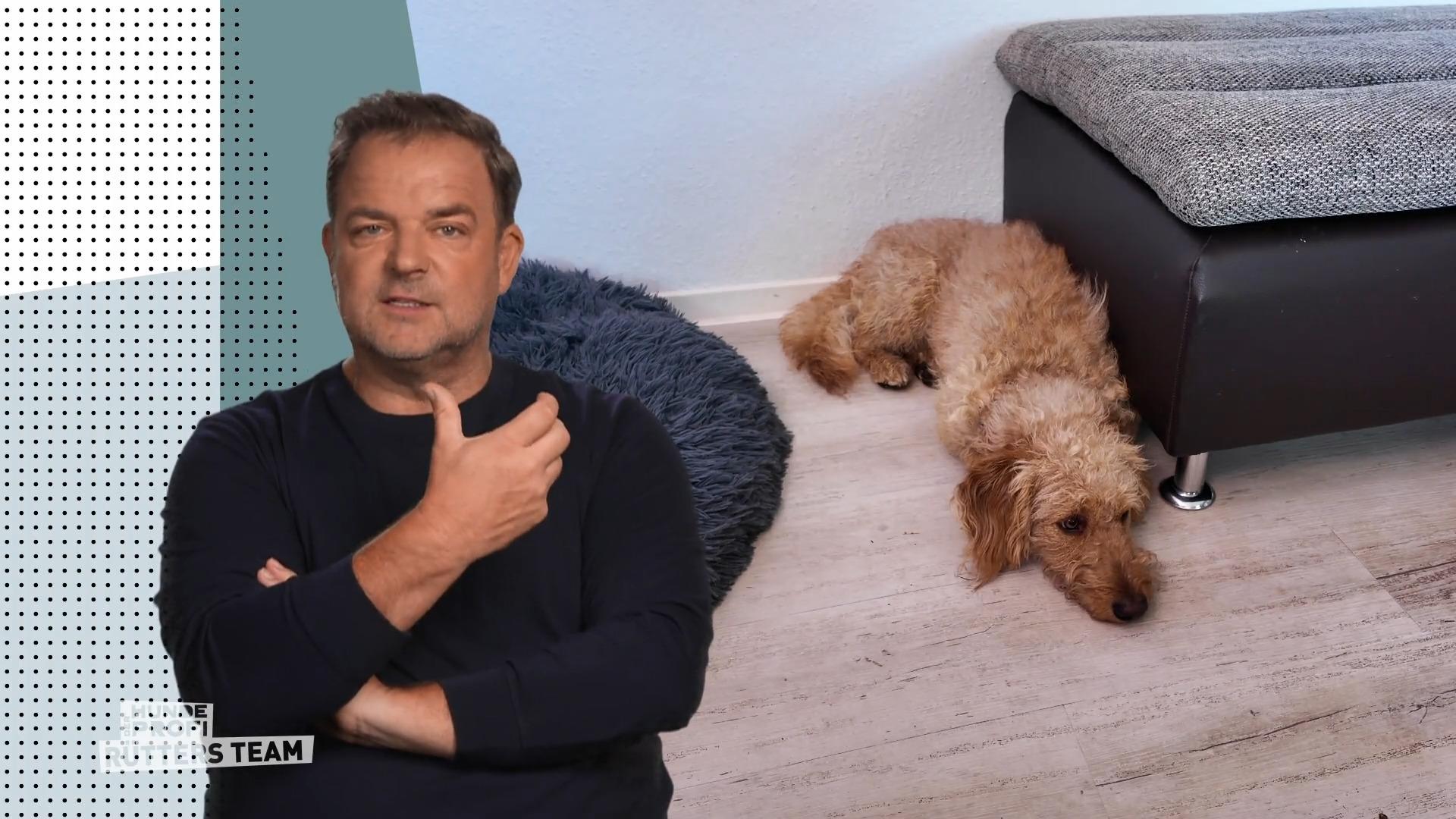 Alf kann endlich alleine bleiben