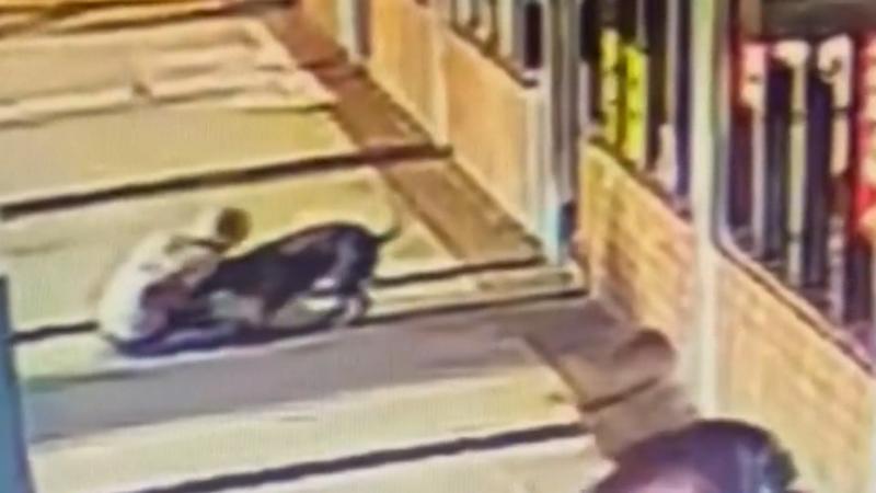 Oma (70) beißt Pitbull – weil sie sich nicht anders zu helfen weiß!