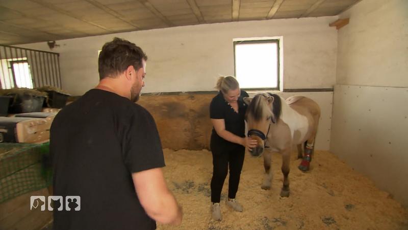 Sorgen um Pferd Burli
