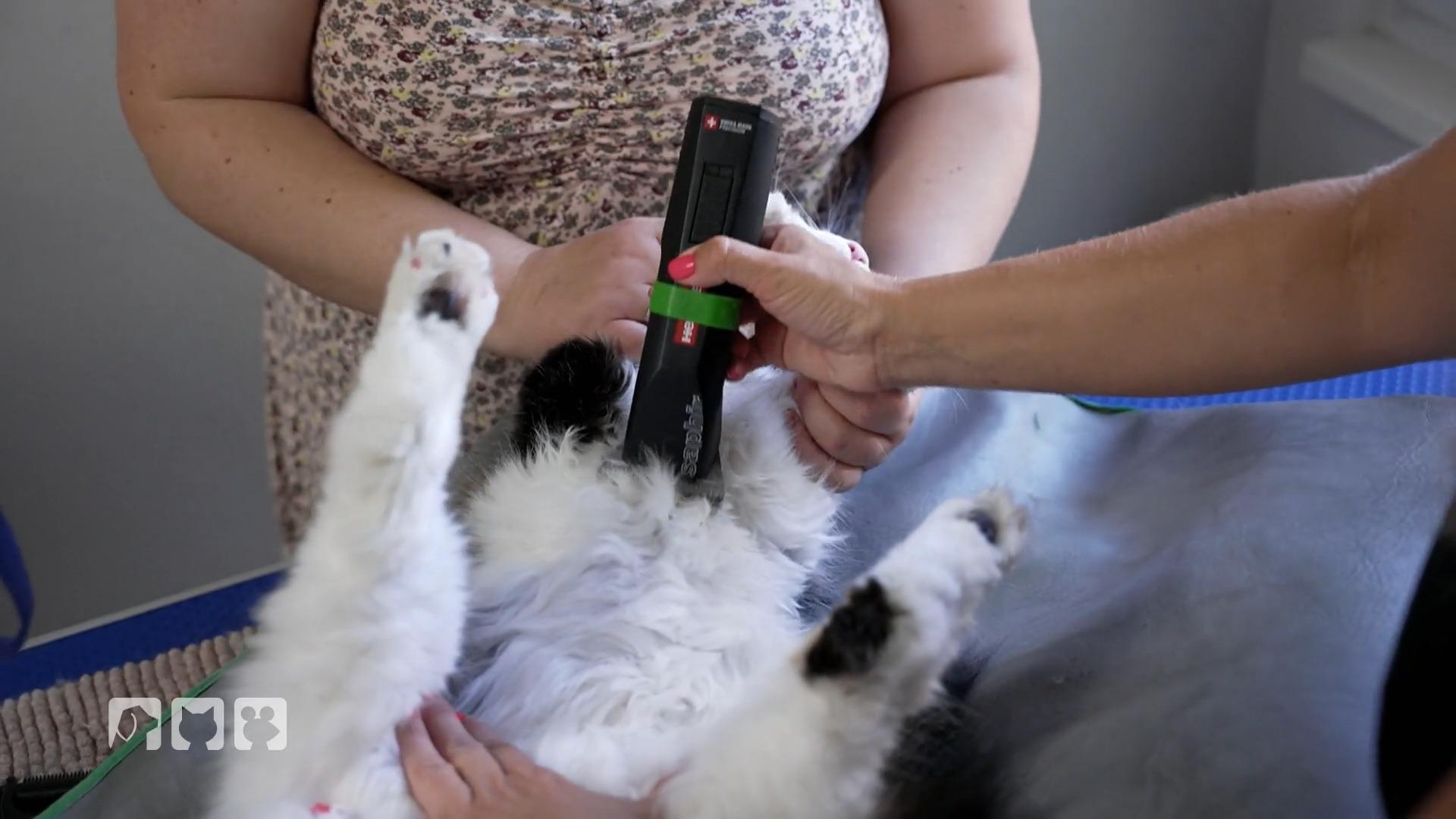 Kratzige Kundschaft im "Pet Stop“