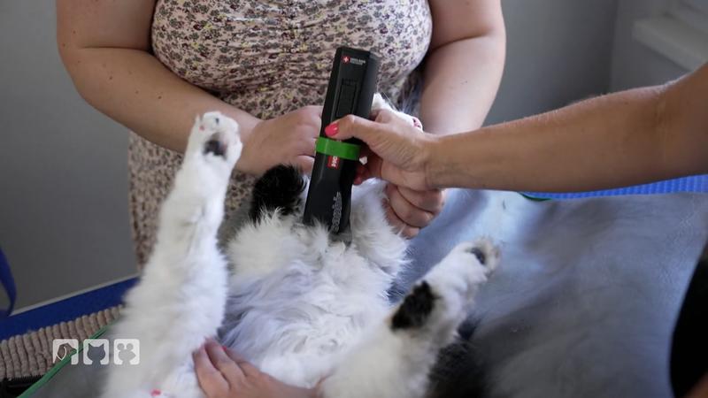 Kratzige Kundschaft im "Pet Stop“