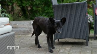 Wenn der treue Begleiter dement wird