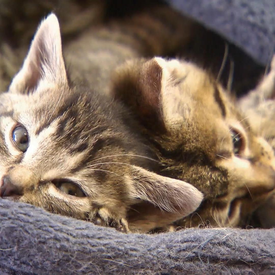 Fünf Tipps für glückliche Katzen