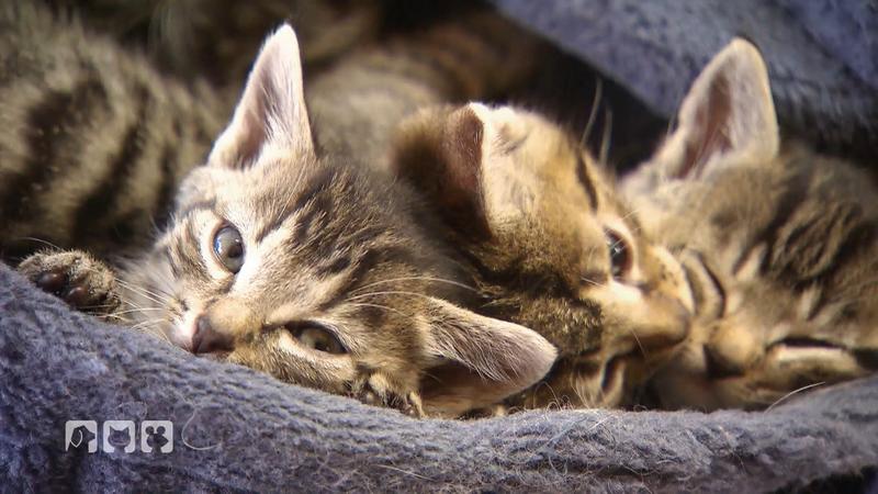 Fünf Tipps für glückliche Katzen