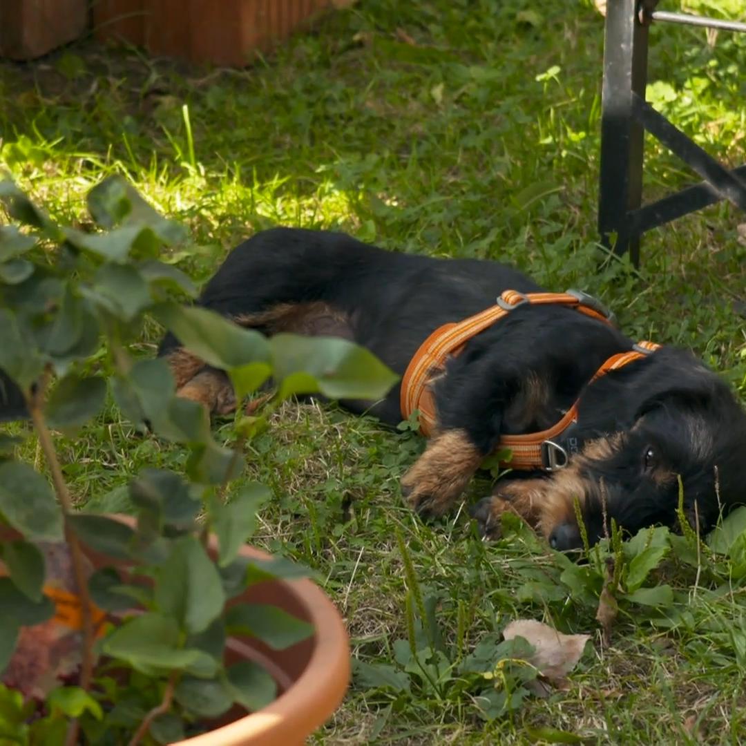 Futter und Aufmerksamkeit zu Hause kommt weg