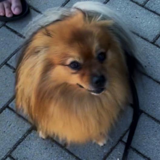 Spitz Filou kläfft was das Zeug hält