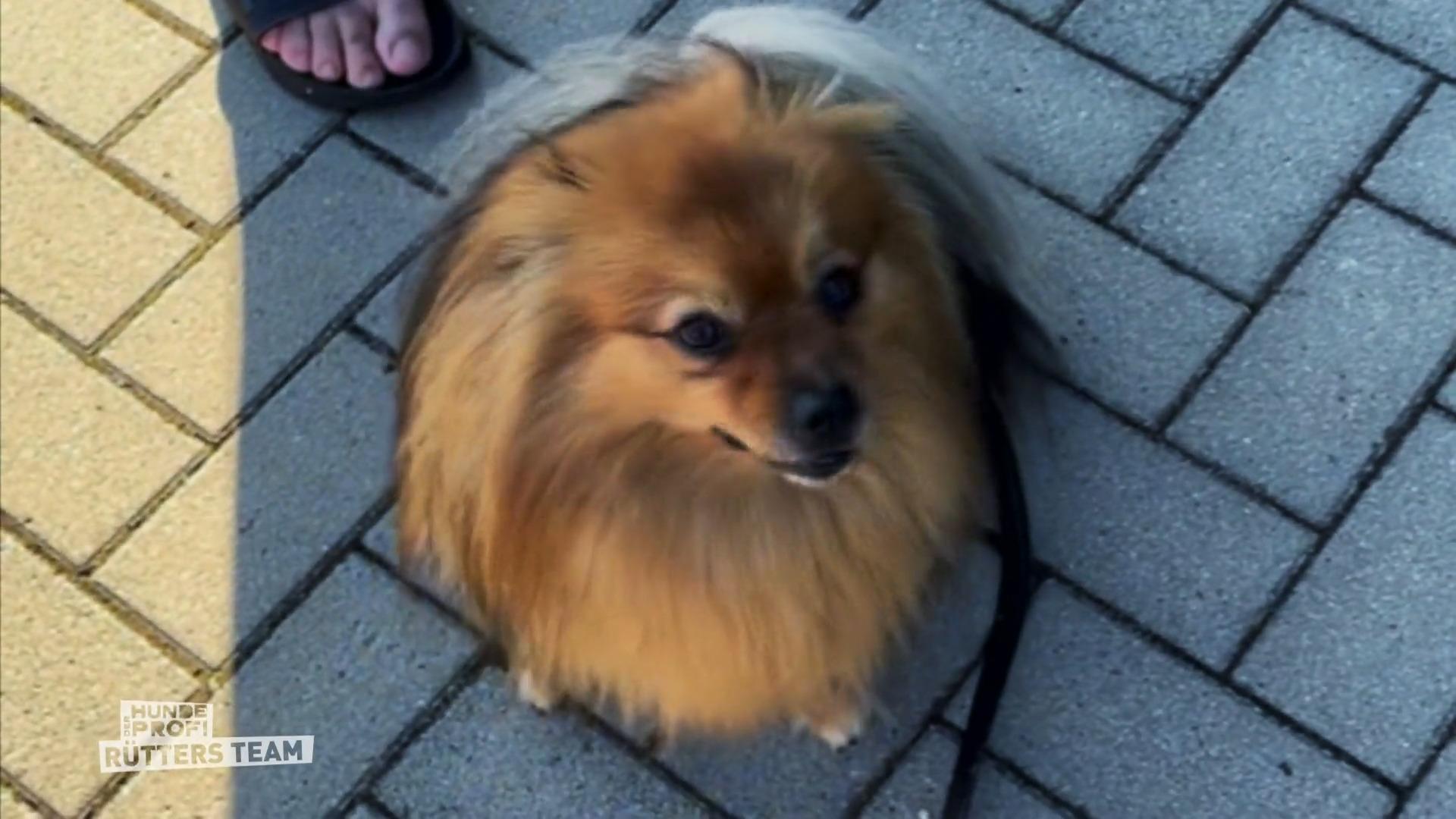 Mittelspitz Filou mault was das Zeug hält