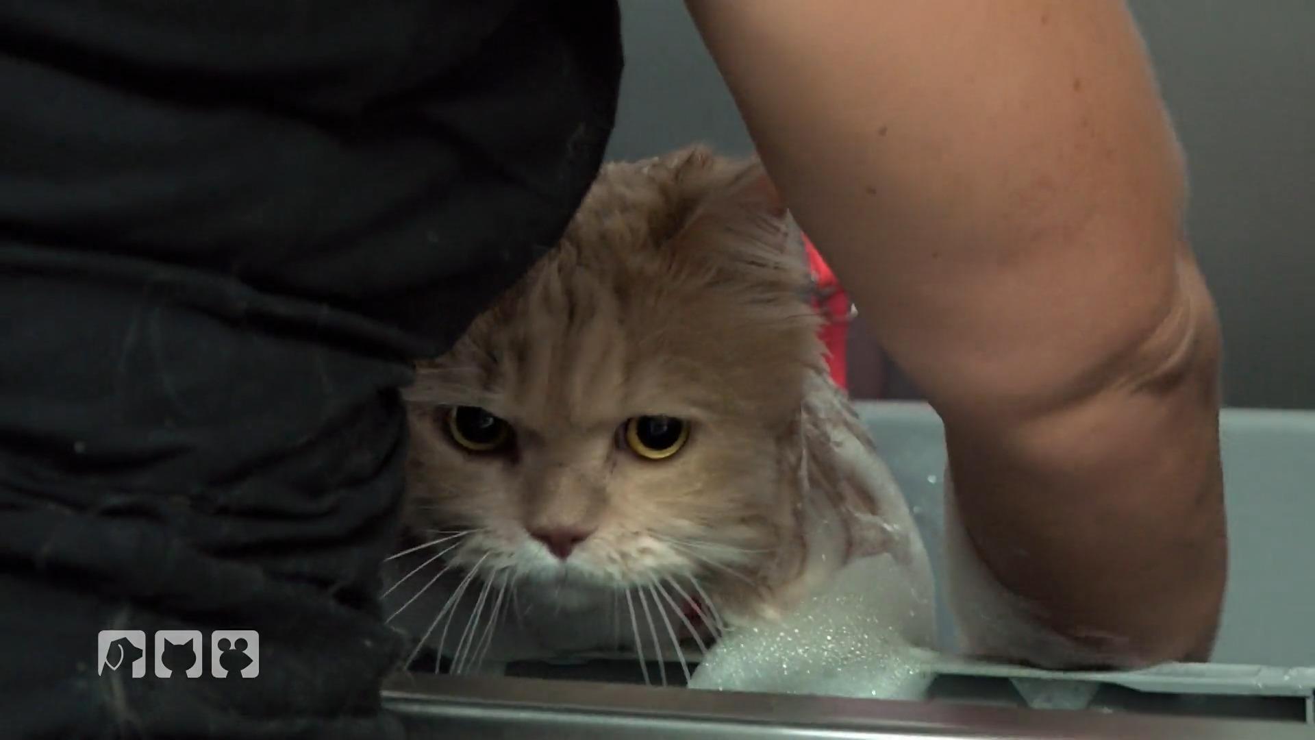 Katzenwäsche bei British-Langhaar-Kater